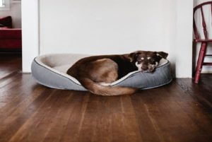 Lire la suite à propos de l’article 10 LITS ET MATELAS POUR CHIENS ÉLÉGANTS POUR UN MEILLEUR CONFORT !