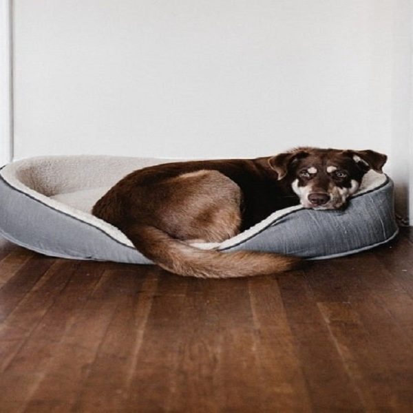Achatcool_photo_lit_couchage_pour_chiens.
