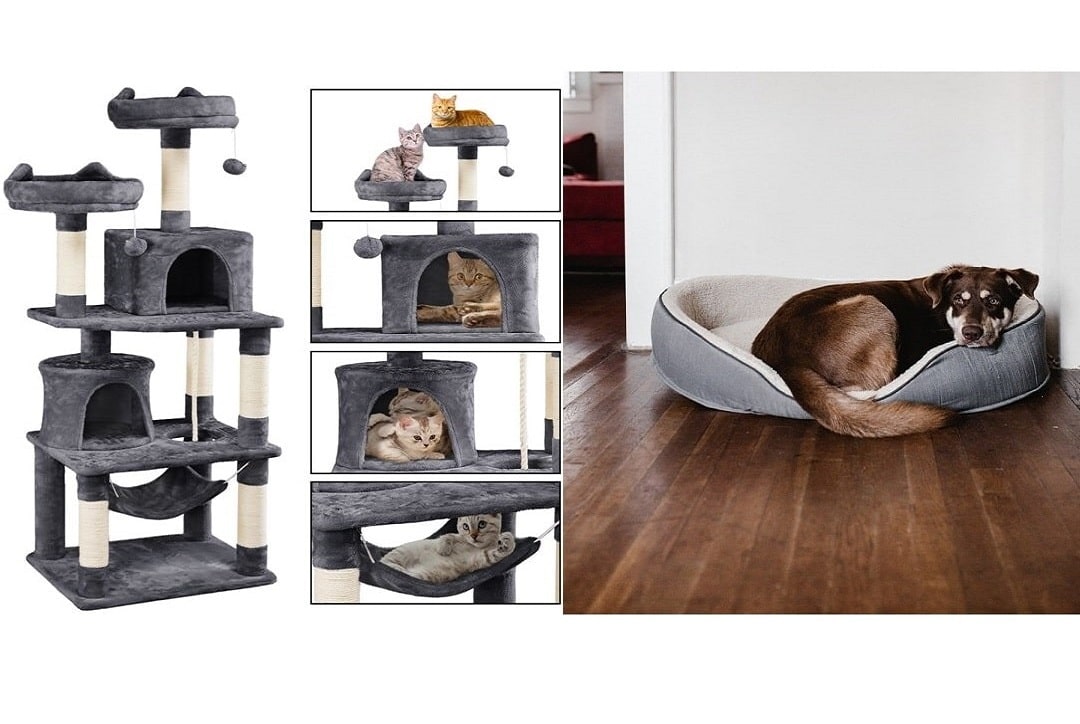 You are currently viewing COMMENT L&rsquo;ANIMAL DOMESTIQUE EST LE MEILLEUR AMI POUR L&rsquo;HOMME !